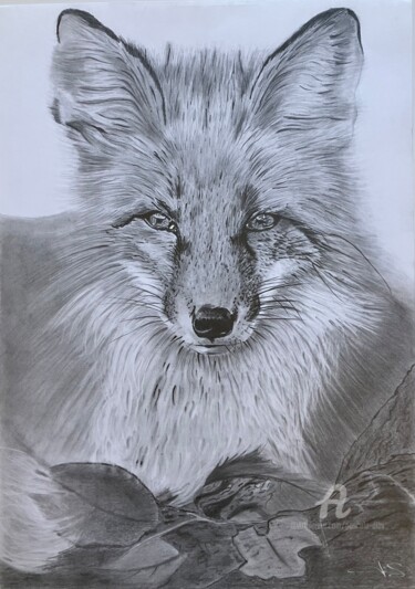 Drawing titled "Le Renard" by Pascale Scheip, Original Artwork, Pencil