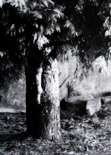 Photographie intitulée "L'if dans mon jardin" par Pascaline, Œuvre d'art originale, Photographie argentique