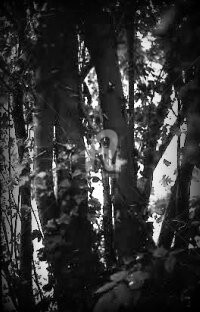 Photographie intitulée "la forêt en retour/2" par Pascaline, Œuvre d'art originale
