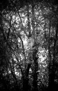 Photographie intitulée "la forêt en retour/3" par Pascaline, Œuvre d'art originale
