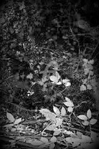 Photographie intitulée "la forêt en retour…" par Pascaline, Œuvre d'art originale