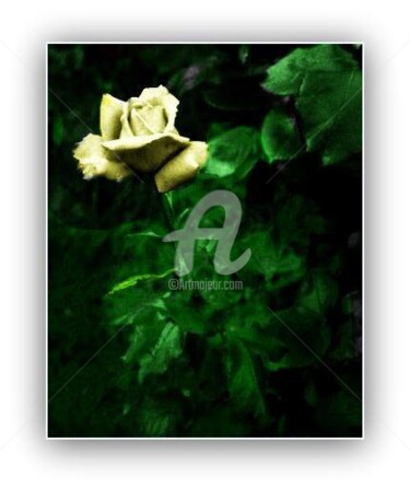 Arts numériques intitulée "La rose" par Pascaline, Œuvre d'art originale, Peinture numérique