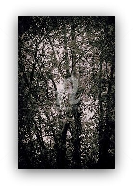 Photographie intitulée "La forêt en retour…" par Pascaline, Œuvre d'art originale