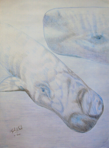 Tekening getiteld "Sperm Whales" door Pasquale Desantis, Origineel Kunstwerk, Potlood