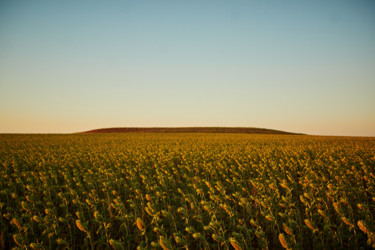 Фотография под названием "field of sunflowers" - Pasta, Подлинное произведение искусства, Цифровая фотография