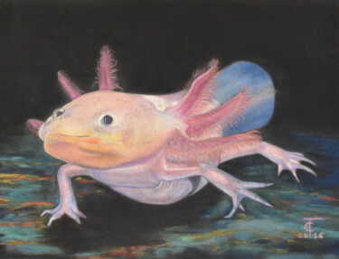 Drawing titled "Axolotl" by Pastels Et Velours, Original Artwork, Pastel Mounted on Cardboard