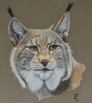 Desenho intitulada "Oeil de lynx" por Pastels Et Velours, Obras de arte originais, Pastel