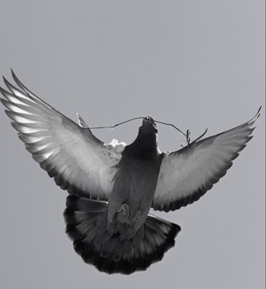 Photography titled "Pigeon 1" by Pati Guyot, Original Artwork, Digital Photography