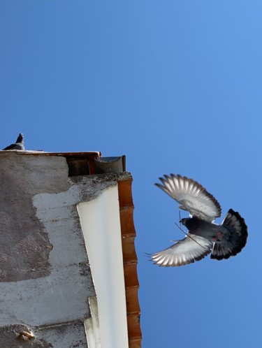 Photography titled "pigeon 3" by Pati Guyot, Original Artwork, Digital Photography