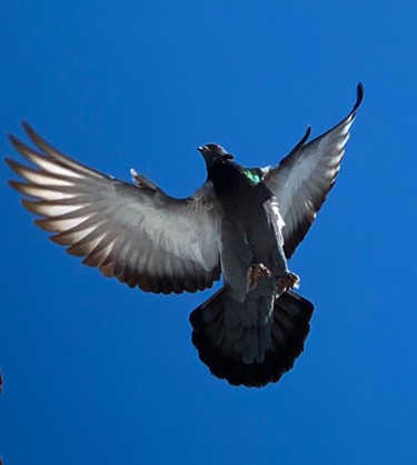 Photography titled "pigeon 4" by Pati Guyot, Original Artwork, Digital Photography