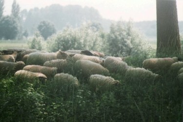 Fotografie getiteld "Sheeps" door Pato Van Hecke, Origineel Kunstwerk