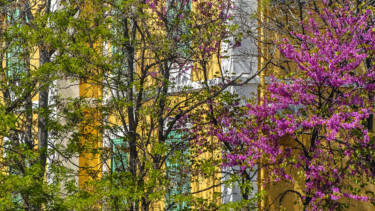 Photography titled "Printemps urbain" by Patrice Corbin, Original Artwork