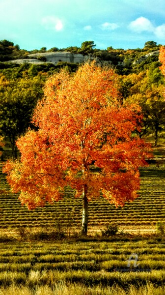 Photography titled "L'Arbre de feu à Se…" by Patrice Le Gall, Original Artwork