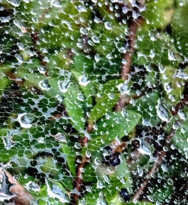 Photographie intitulée "** Rosée du Matin **" par Patrice Le Gall, Œuvre d'art originale