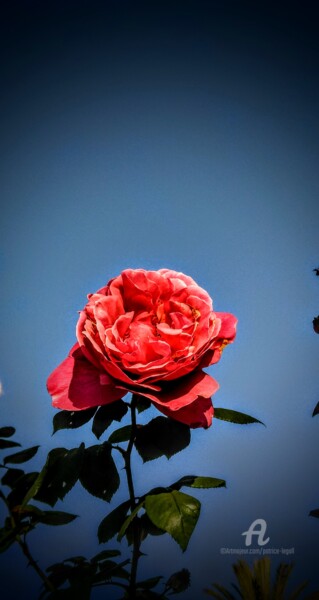 Photographie intitulée "**La Rose du Ciel **" par Patrice Le Gall, Œuvre d'art originale