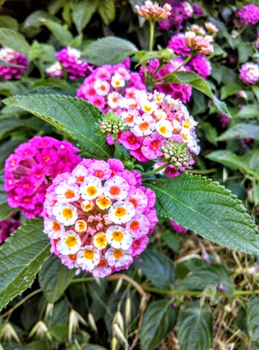Photography titled "Fleurs de Lantana" by Patrice Le Gall, Original Artwork, Non Manipulated Photography