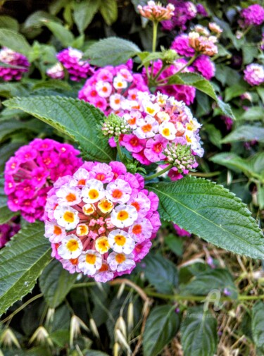 Fotografia intitolato "Fleurs de Lantana" da Patrice Le Gall, Opera d'arte originale, Fotografia non manipolata