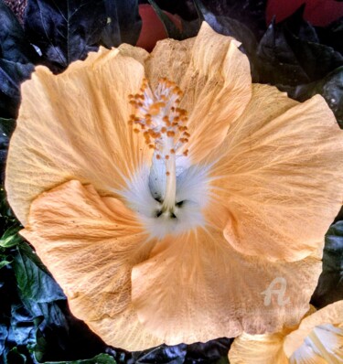 Photography titled "Hibiscus beige." by Patrice Le Gall, Original Artwork, Non Manipulated Photography