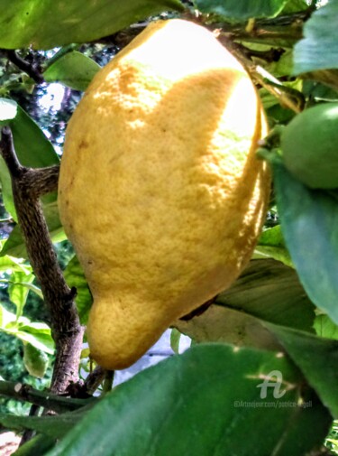 Fotografía titulada "Citronniers de Ment…" por Patrice Le Gall, Obra de arte original, Fotografía no manipulada