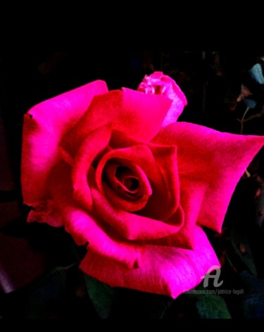 Photographie intitulée "Rose en Nocturne" par Patrice Le Gall, Œuvre d'art originale, Photographie non manipulée