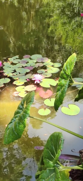 Photographie intitulée "Bassin du jardin bo…" par Patrice Le Gall, Œuvre d'art originale, Photographie non manipulée