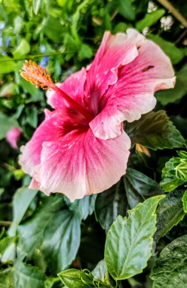 Photography titled "l'Hibiscus Rose" by Patrice Le Gall, Original Artwork, Non Manipulated Photography