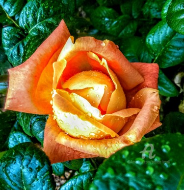 Fotografie getiteld "Rose de Novembre" door Patrice Le Gall, Origineel Kunstwerk, Gemanipuleerde fotografie