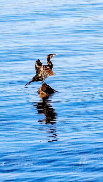 Fotografie mit dem Titel "Le Cormoran au Cap…" von Patrice Le Gall, Original-Kunstwerk, Nicht bearbeitete Fotografie