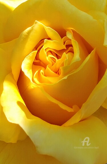 Photographie intitulée "Rose à l'Eilenroc d…" par Patrice Le Gall, Œuvre d'art originale, Photographie non manipulée