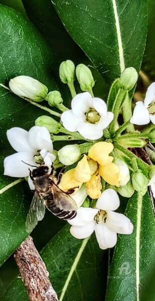 Fotografie getiteld "L'Abeille Noire 2" door Patrice Le Gall, Origineel Kunstwerk, Niet gemanipuleerde fotografie