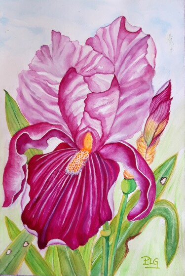 Painting titled "L'Iris d'Antibes" by Patrice Le Gall, Original Artwork, Watercolor