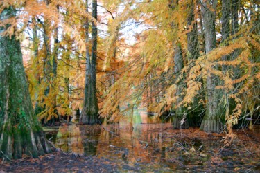 Fotografía titulada "Etang de Boulieu" por Patrice Preveirault, Obra de arte original