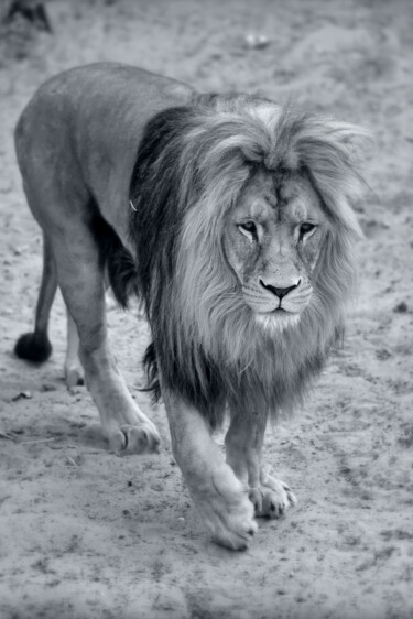 Photography titled "LE MAJESTUEUX LION" by Patrice Vial, Original Artwork, Digital Photography Mounted on artwork_cat.