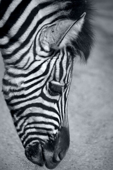 Fotografia intitolato "LE ZEBRE" da Patrice Vial, Opera d'arte originale, Fotografia digitale Montato su Alluminio