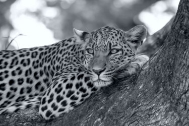 Photographie intitulée "LE REPOS DU LÉOPARD" par Patrice Vial, Œuvre d'art originale, Photographie numérique Monté sur Alumi…