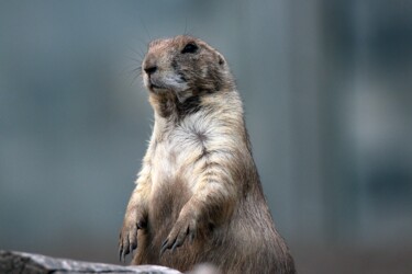 Fotografia intitolato "LA MARMOTTE" da Patrice Vial, Opera d'arte originale, Fotografia non manipolata Montato su Alluminio