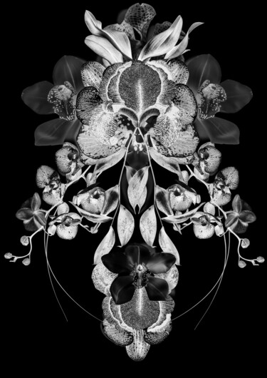 Photographie intitulée "Nocturne végétale 2" par Patricia Giudicelli Sister, Œuvre d'art originale, Photographie numérique