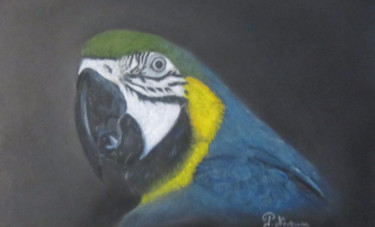 Dessin intitulée "Ara" par Patricia Neveux, Œuvre d'art originale, Pastel