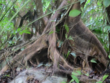 Photographie intitulée "racine d'arbre" par Patricia Neveux, Œuvre d'art originale