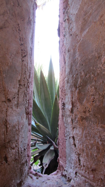 Photographie intitulée "vue sur une agave d…" par Patricia Neveux, Œuvre d'art originale