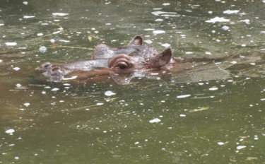 Photographie intitulée "hippopotames" par Patricia Neveux, Œuvre d'art originale