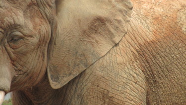 Photographie intitulée "éléphant" par Patricia Neveux, Œuvre d'art originale
