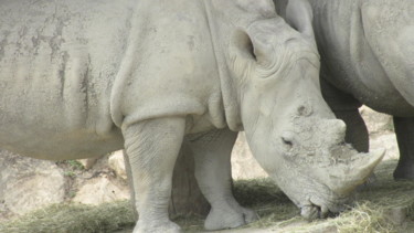 Photographie intitulée "rhinocéros" par Patricia Neveux, Œuvre d'art originale