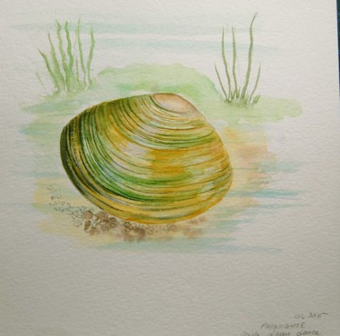 Pintura intitulada "anodonta-moule-eau-…" por Patricia Hyvernat, Obras de arte originais, Aquarela