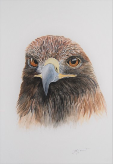 Pintura titulada "portrait d'aigle ro…" por Patricia Hyvernat, Obra de arte original, Acuarela