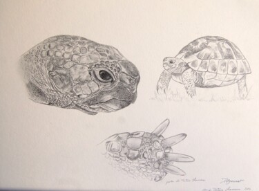 Drawing titled "tortue hermann  -de…" by Patricia Hyvernat, Original Artwork, Graphite