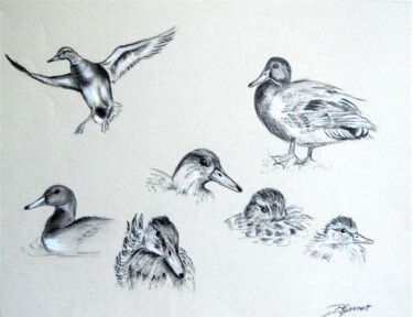 Tekening getiteld "canards - étude - d…" door Patricia Hyvernat, Origineel Kunstwerk, Krijt