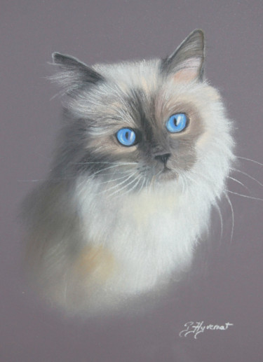 Dessin intitulée ""Sweety" chat sacré…" par Patricia Hyvernat, Œuvre d'art originale, Pastel