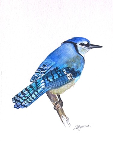 Painting titled "geai bleu - aquarel…" by Patricia Hyvernat, Original Artwork, Watercolor