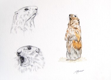 Dessin intitulée "marmottes - étude c…" par Patricia Hyvernat, Œuvre d'art originale, Crayon